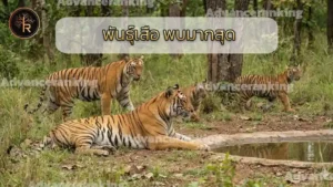 พันธุ์เสือ พบมากสุด