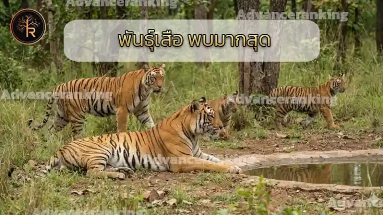 พันธุ์เสือ พบมากสุด