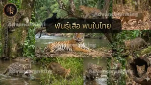 พันธุ์เสือ พบในไทย