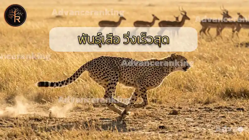 พันธุ์เสือ วิ่งเร็วสุด