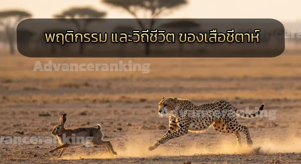 พันธุ์เสือ วิ่งเร็วสุด