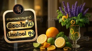 พืชอะไรที่มี Linalool สูง