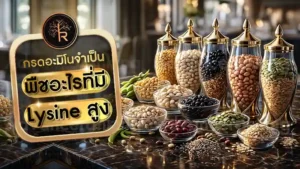 พืชอะไรที่มี Lysine สูง