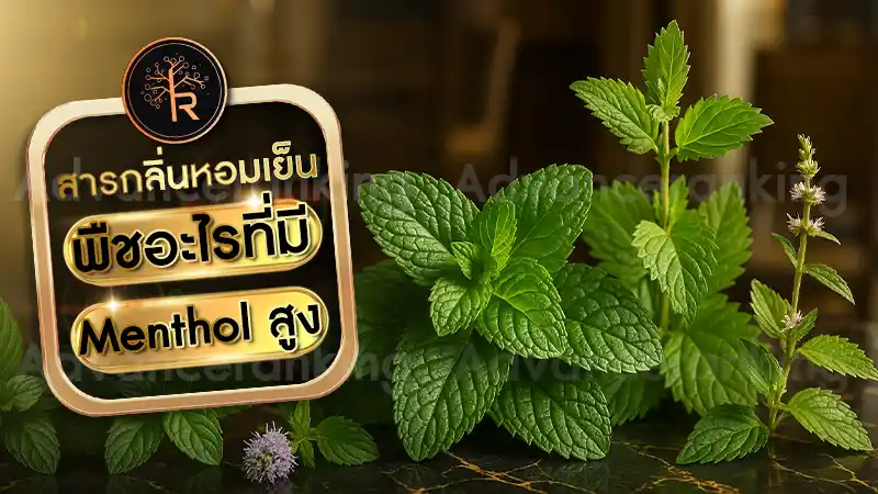 พืชอะไรที่มี Menthol สูง