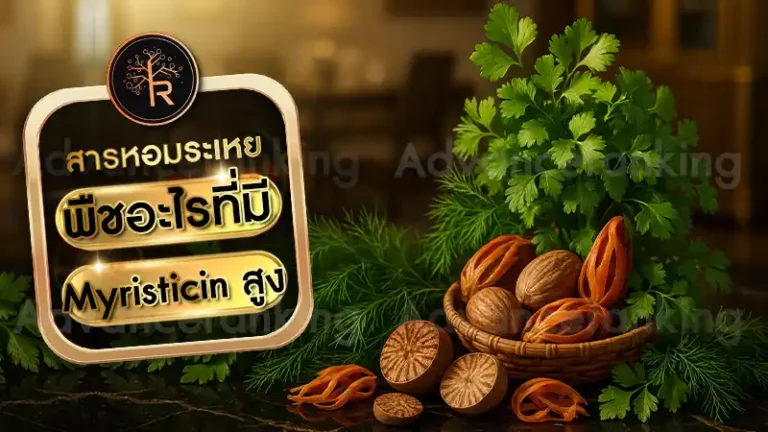 พืชอะไรที่มี Myristicin สูง