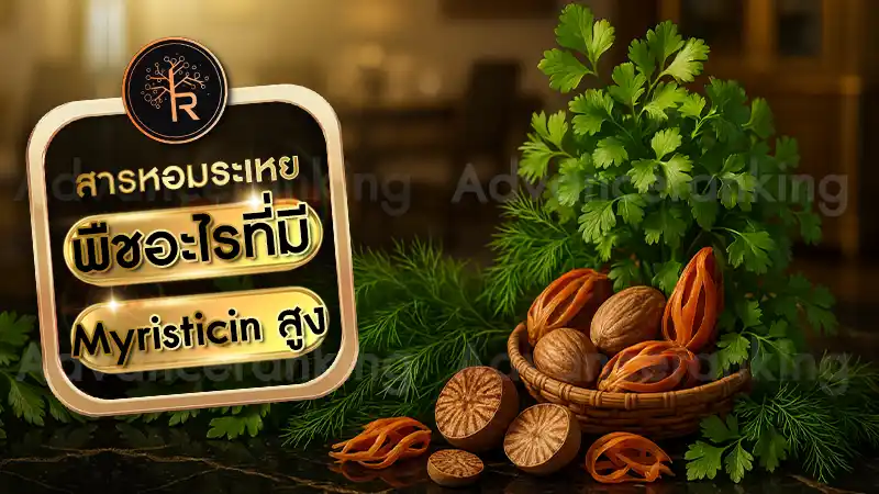 พืชอะไรที่มี Myristicin สูง
