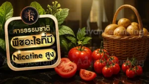 พืชอะไรที่มี Nicotine สูง
