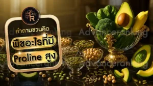 พืชอะไรที่มี Proline สูง