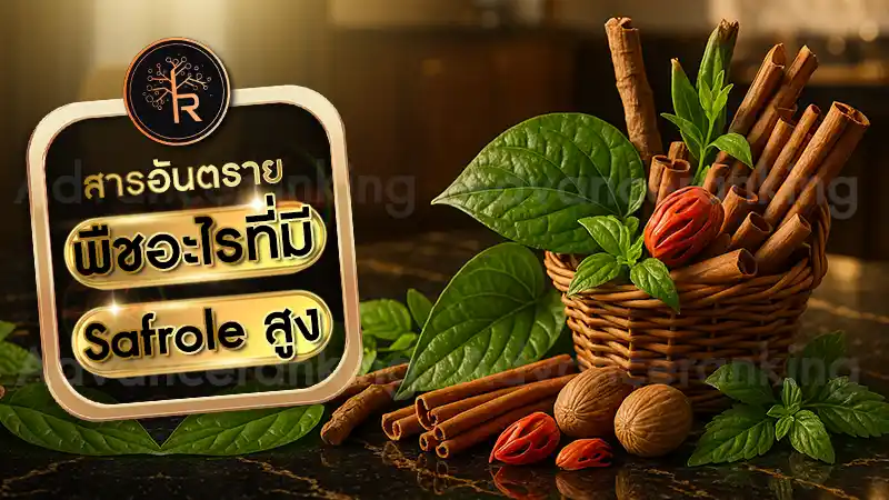 พืชอะไรที่มี Safrole สูง