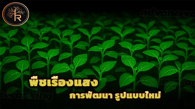 พืชเรืองแสง การพัฒนา รูปแบบใหม่