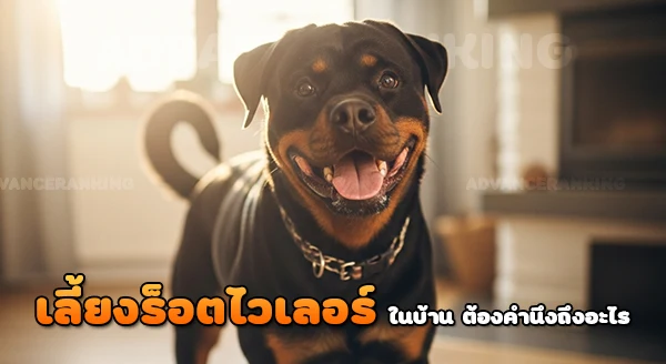 ร็อตไวเลอร์ เพศผู้เพศเมีย