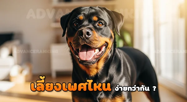 ร็อตไวเลอร์ เพศผู้เพศเมีย