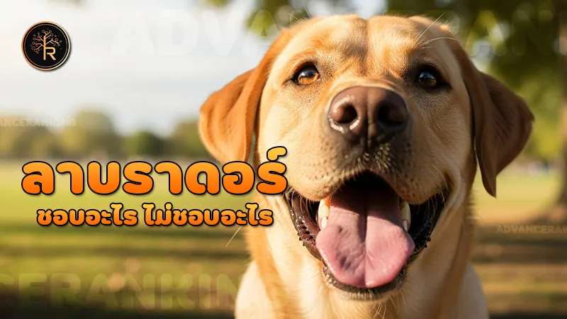 ลาบราดอร์ชอบอะไร ไม่ชอบอะไร