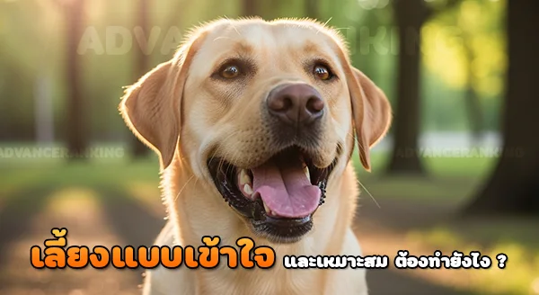 ลาบราดอร์ชอบอะไร ไม่ชอบอะไร