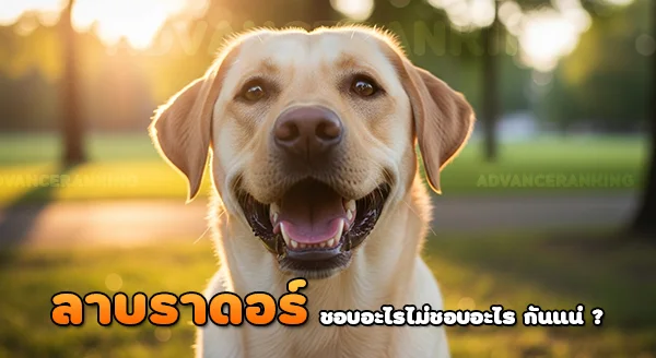 ลาบราดอร์ชอบอะไร ไม่ชอบอะไร