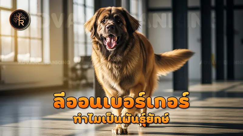 ลีออนเบอร์เกอร์ ทำไมเป็นพันธุ์ยักษ์