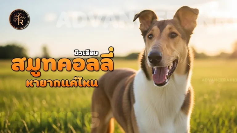 สมูทคอลลี่ ผิวเรียบ หายากแค่ไหน