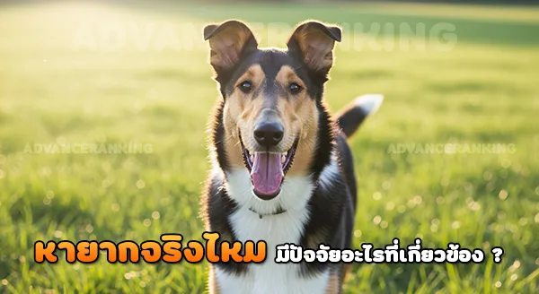 สมูทคอลลี่ ผิวเรียบ หายากแค่ไหน