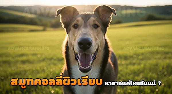 สมูทคอลลี่ ผิวเรียบ หายากแค่ไหน