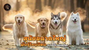 สุนัขขนาดใหญ่ พันธุ์ไหนนิยม