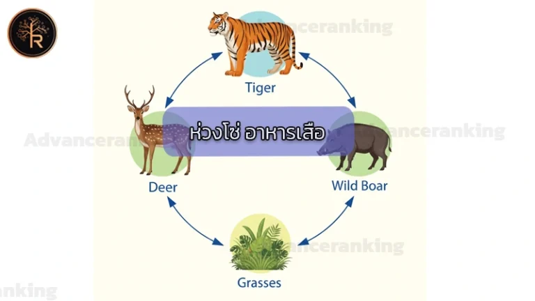 ห่วงโซ่ อาหารเสือ