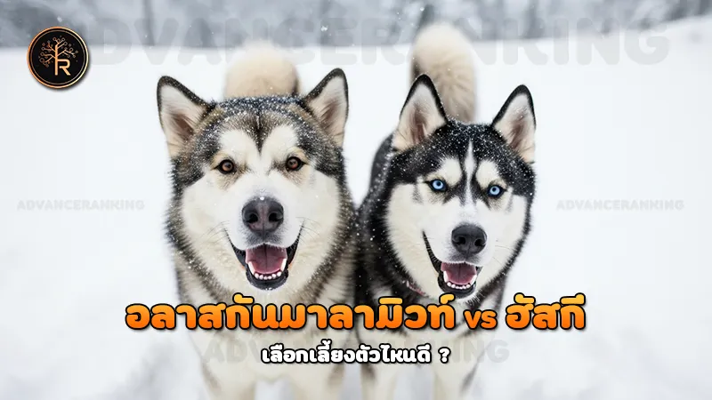 อลาสกันมาลามิวท์ vs ฮัสกี
