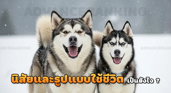 อลาสกันมาลามิวท์ vs ฮัสกี