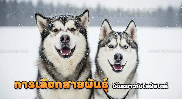 อลาสกันมาลามิวท์ vs ฮัสกี