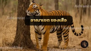 อาณาเขต ของเสือ