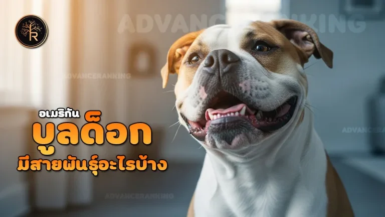 อเมริกัน บูลด็อก มีสายพันธุ์อะไรบ้าง