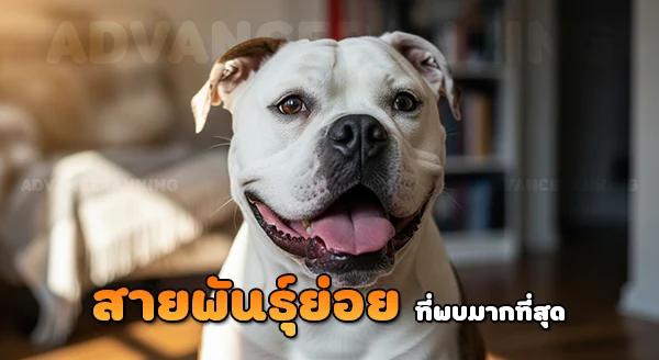อเมริกัน บูลด็อก มีสายพันธุ์อะไรบ้าง