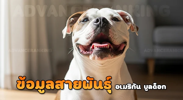 อเมริกัน บูลด็อก มีสายพันธุ์อะไรบ้าง