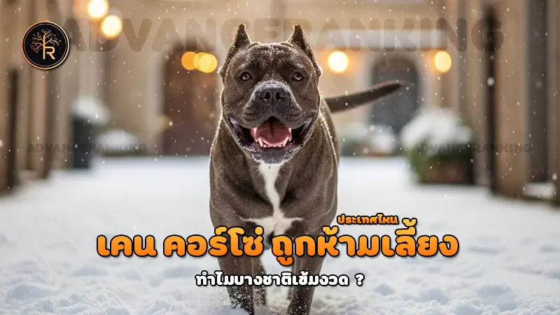 เคน คอร์โซ่ ถูกห้ามเลี้ยงประเทศไหน