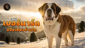 เซนต์เบอร์นาร์ด มีชื่อเสียงด้านใด