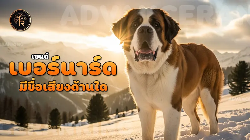 เซนต์เบอร์นาร์ด มีชื่อเสียงด้านใด