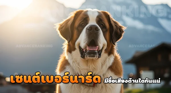 เซนต์เบอร์นาร์ด มีชื่อเสียงด้านใด