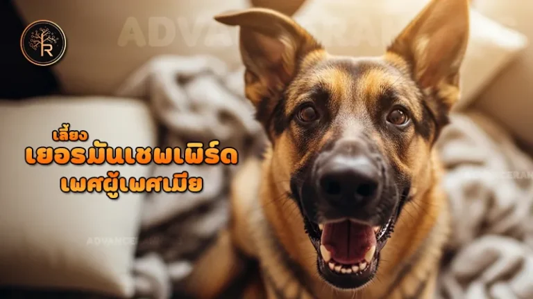 เลี้ยง เยอรมันเชพเพิร์ด เพศผู้เพศเมีย