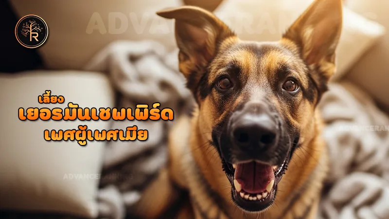 เลี้ยง เยอรมันเชพเพิร์ด เพศผู้เพศเมีย