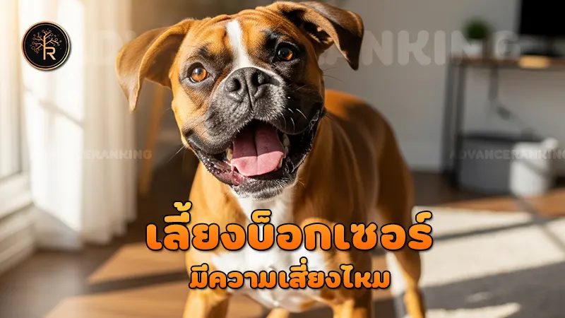 เลี้ยงบ็อกเซอร์ มีความเสี่ยงไหม