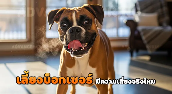เลี้ยงบ็อกเซอร์ มีความเสี่ยงไหม
