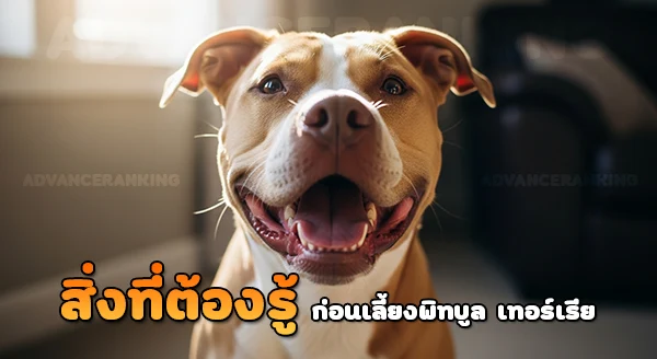 เลี้ยงพิทบูล เทอร์เรีย ผิดกฎหมายไหม