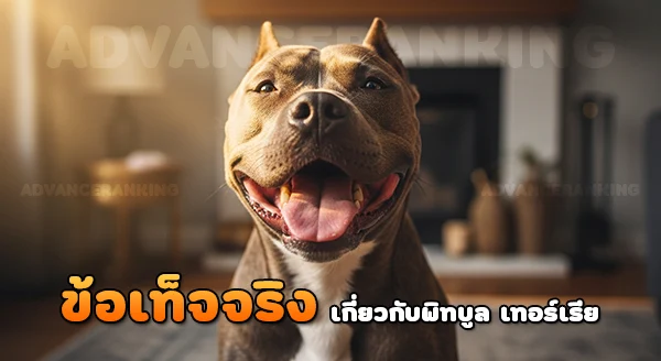เลี้ยงพิทบูล เทอร์เรีย ผิดกฎหมายไหม