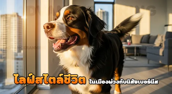 เลี้ยงเบอร์นีส เมาน์เทนด็อก ในบ้าน