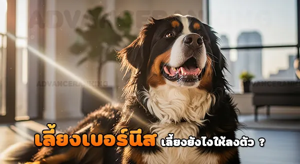 เลี้ยงเบอร์นีส เมาน์เทนด็อก ในบ้าน