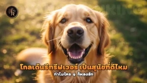 โกลเด้นรีทรีฟเวอร์ เป็นสุนัขที่ดีไหม