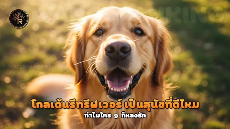 โกลเด้นรีทรีฟเวอร์ เป็นสุนัขที่ดีไหม