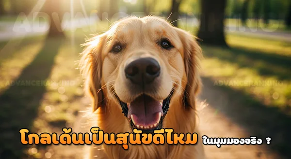 โกลเด้นรีทรีฟเวอร์ เป็นสุนัขที่ดีไหม
