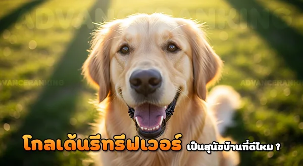 โกลเด้นรีทรีฟเวอร์ เป็นสุนัขที่ดีไหม