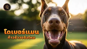 โดเบอร์แมน ก้าวร้าวจริงไหม