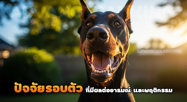 โดเบอร์แมน ก้าวร้าวจริงไหม